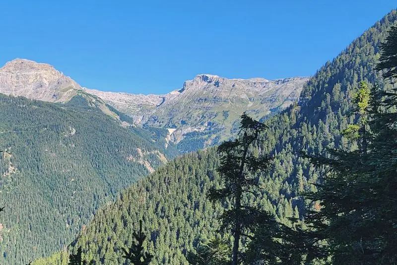 Forested slopes rising to a bare rock summit above Crans-Montana, a pine in the foreground