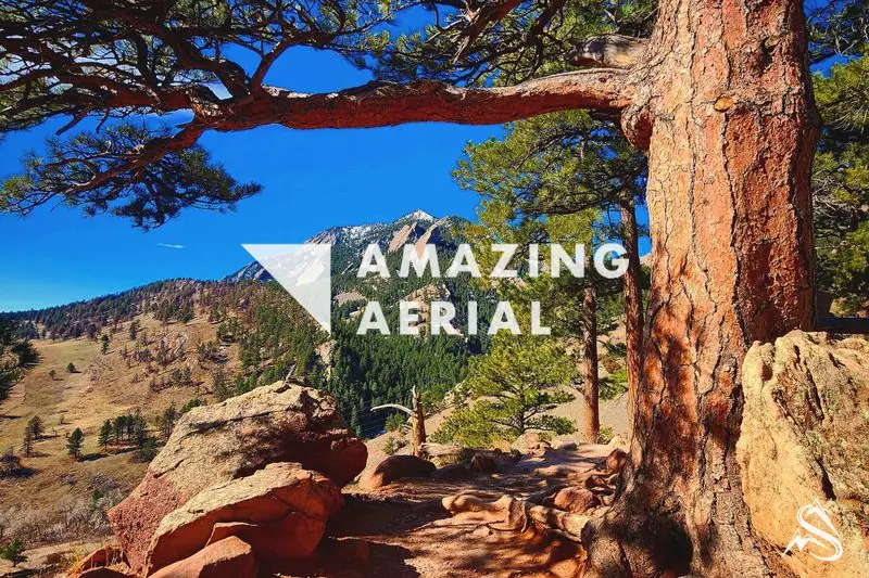 The Flatirons seen past a ponderosa pine from a red-rock overlook above Boulder